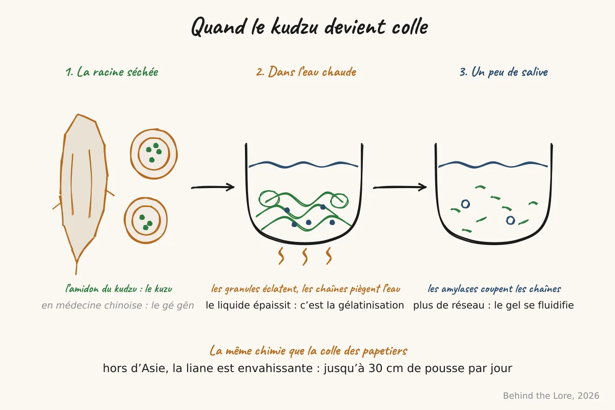 Racine de kudzu séchée en rondelles et schéma de la gélatinisation de l'amidon dans l'eau chaude