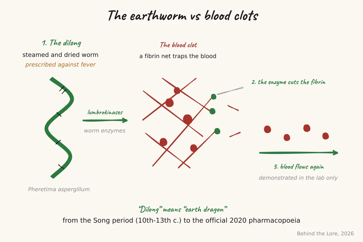 Dried earthworm (dilong) and diagram of the fibrinolytic action of lumbrokinases on a blood clot