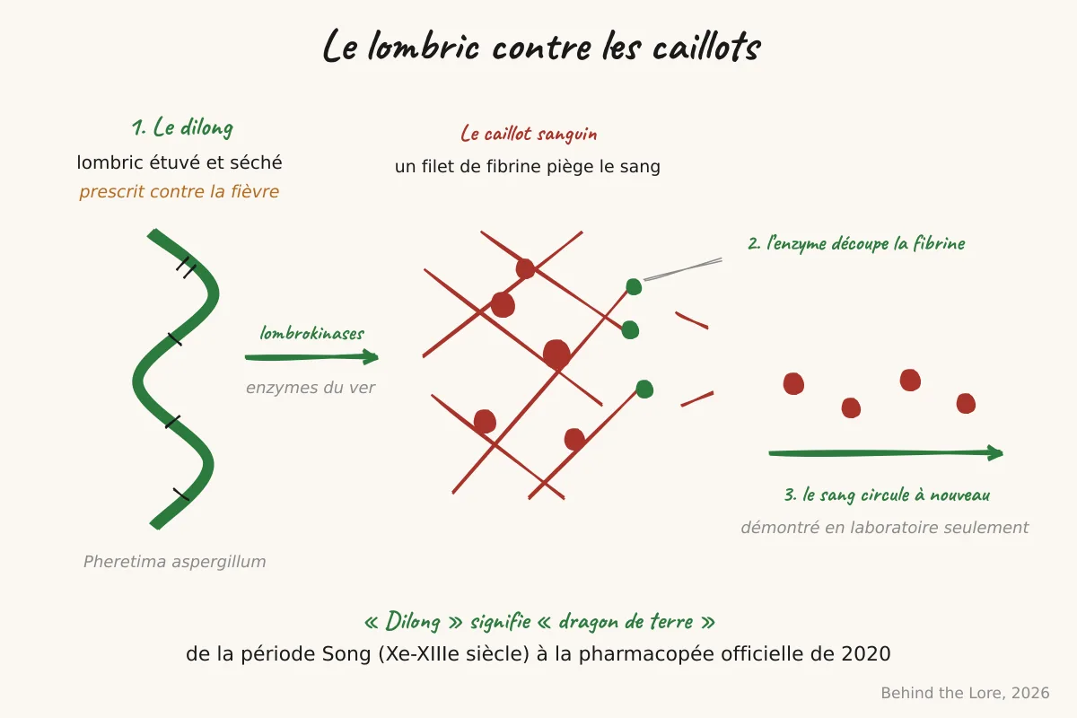 Ver de terre séché (dilong) et schéma de l'action fibrinolytique des lombrikinases sur un caillot sanguin