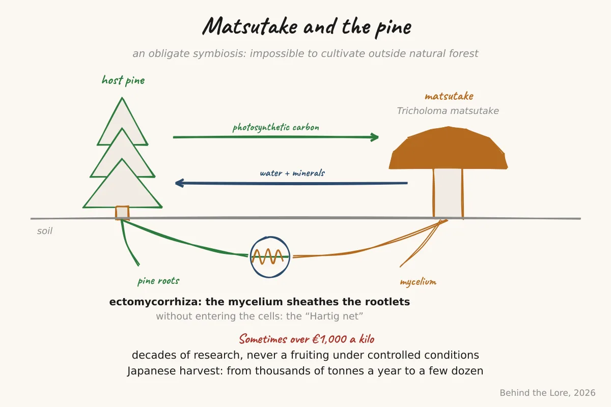 Brown cap of the matsutake mushroom and diagram of the ectomycorrhizal symbiosis between its mycelium and a pine's roots