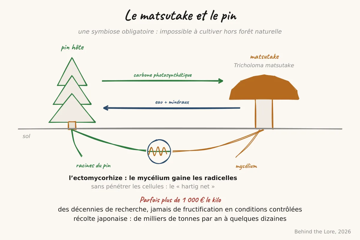 Chapeau brun du matsutake et schéma de la symbiose ectomycorhizienne entre son mycélium et les racines d'un pin