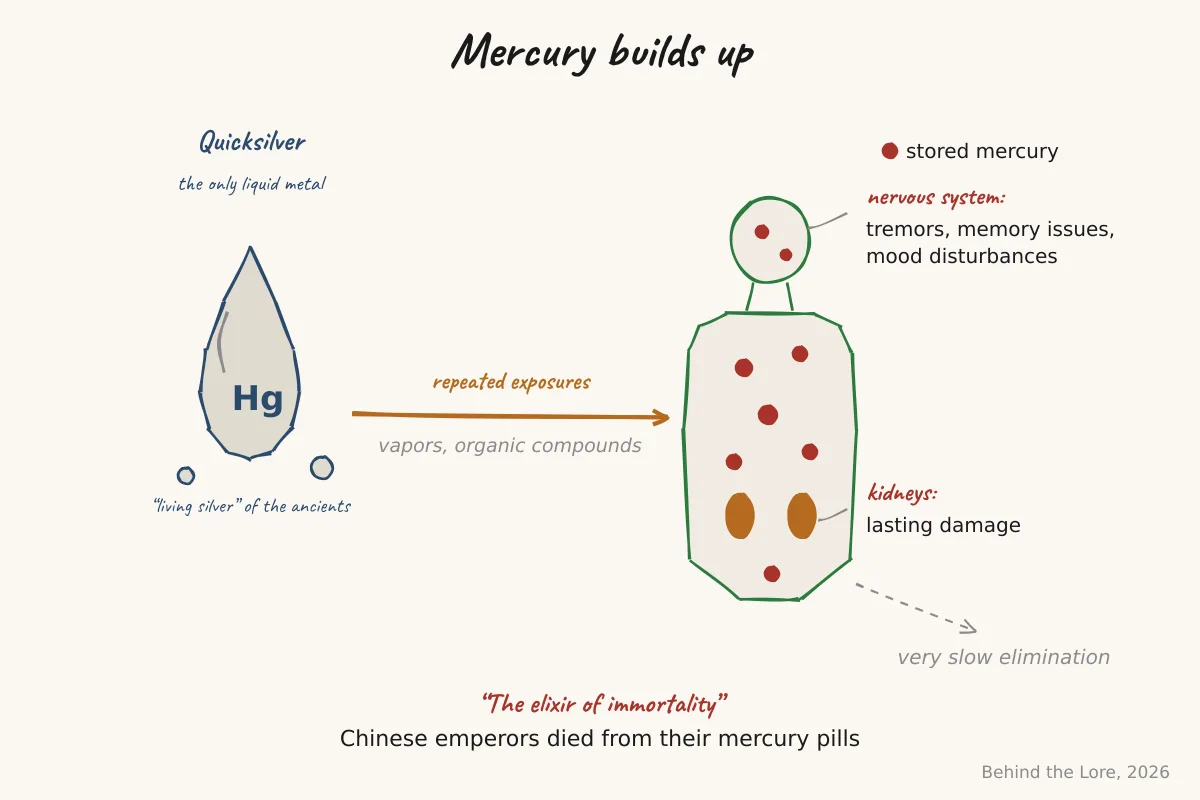 Droplet of liquid mercury and diagram of mercury accumulation in the body