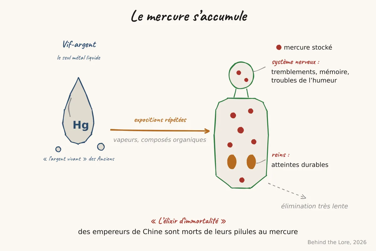 Goutte de mercure liquide et schéma de l'accumulation du mercure dans l'organisme