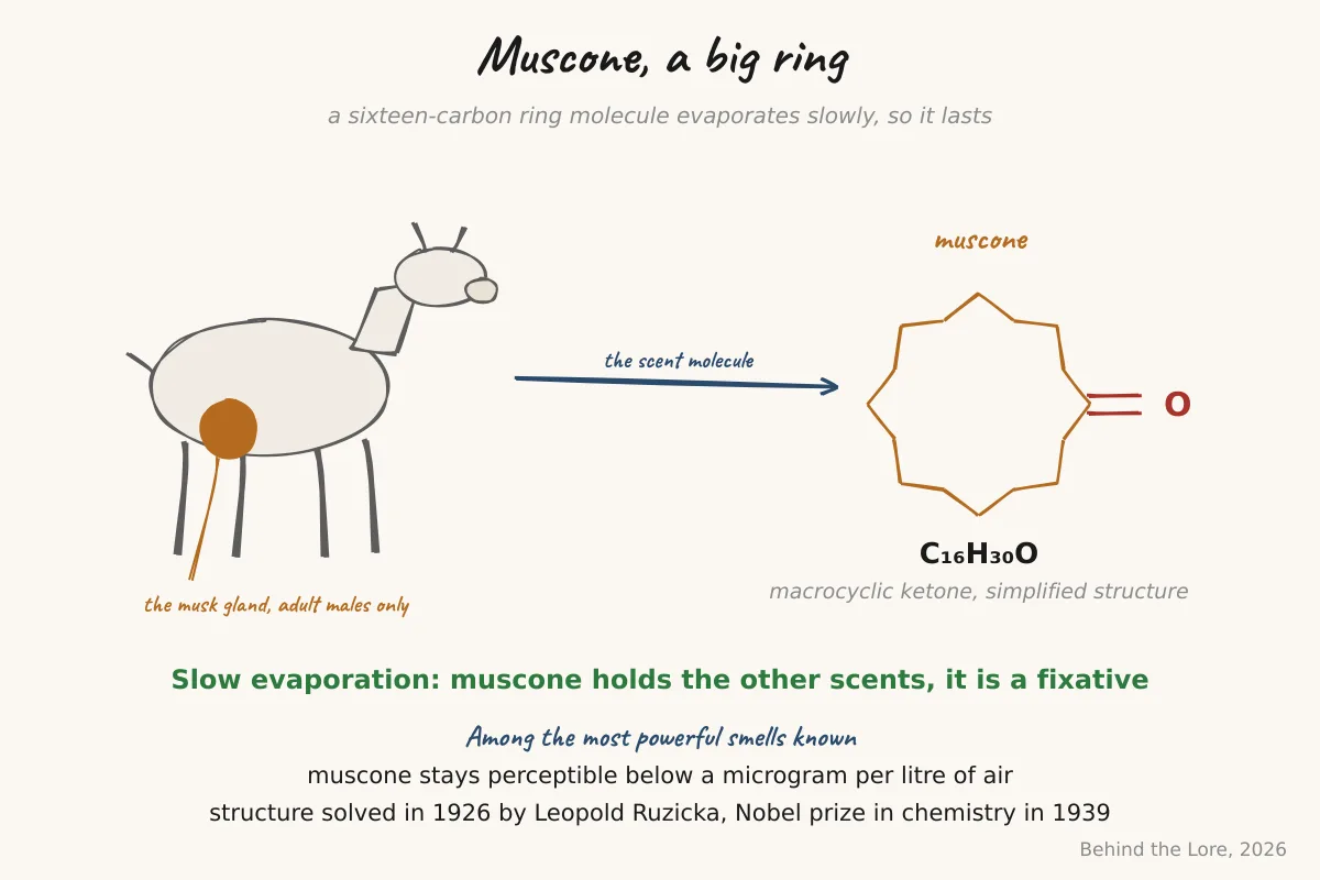 Diagram of the musk deer and the chemical structure of muscone, a sixteen-carbon macrocyclic ketone
