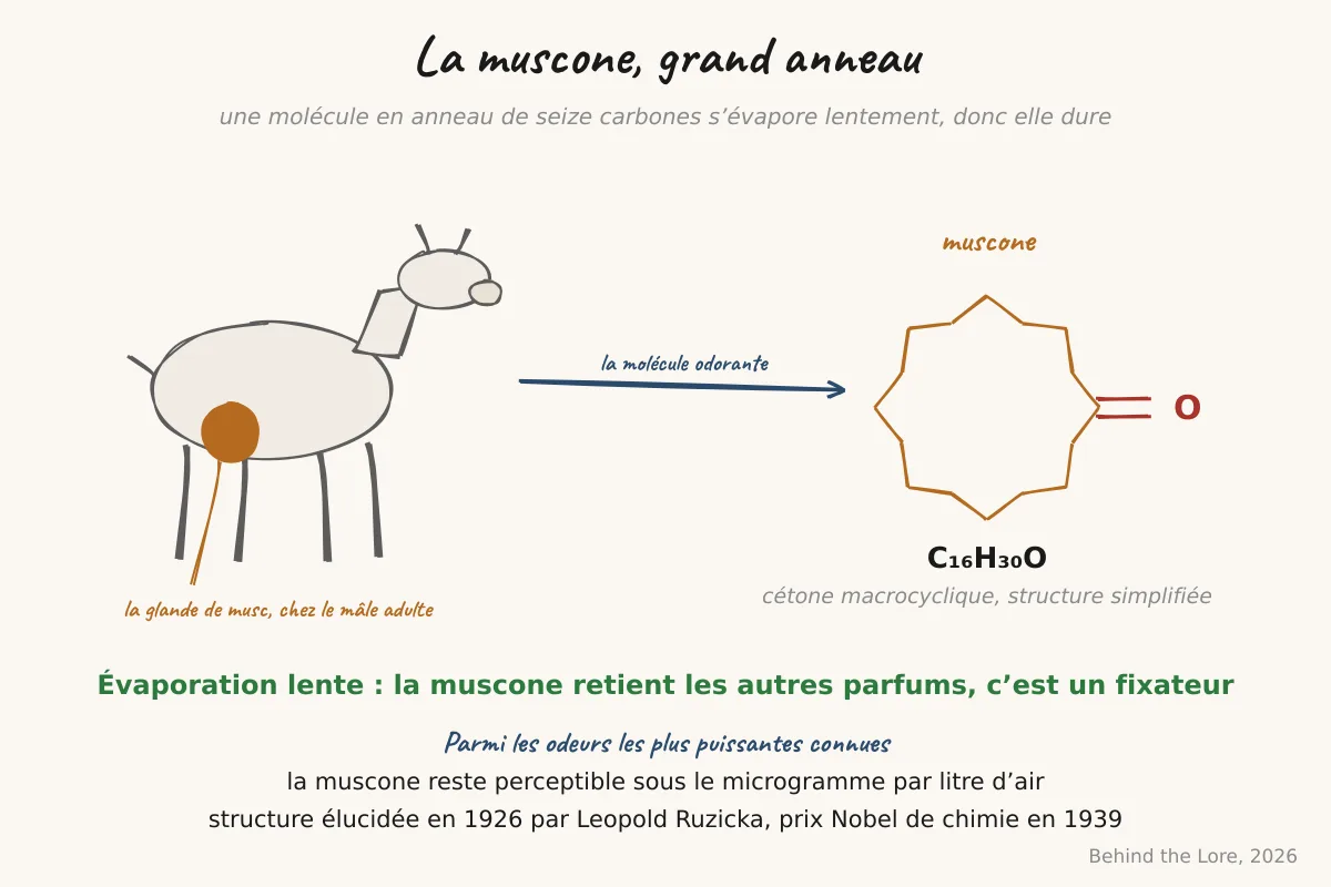Schéma du chevrotin porte-musc et structure chimique de la muscone, cétone macrocyclique à seize carbones