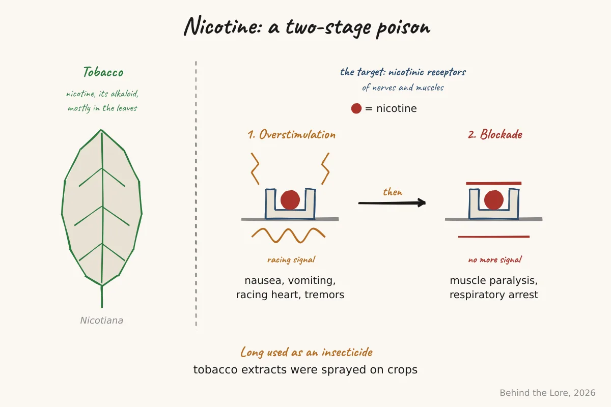 Tobacco leaf and diagram of nicotine's action on nicotinic receptors