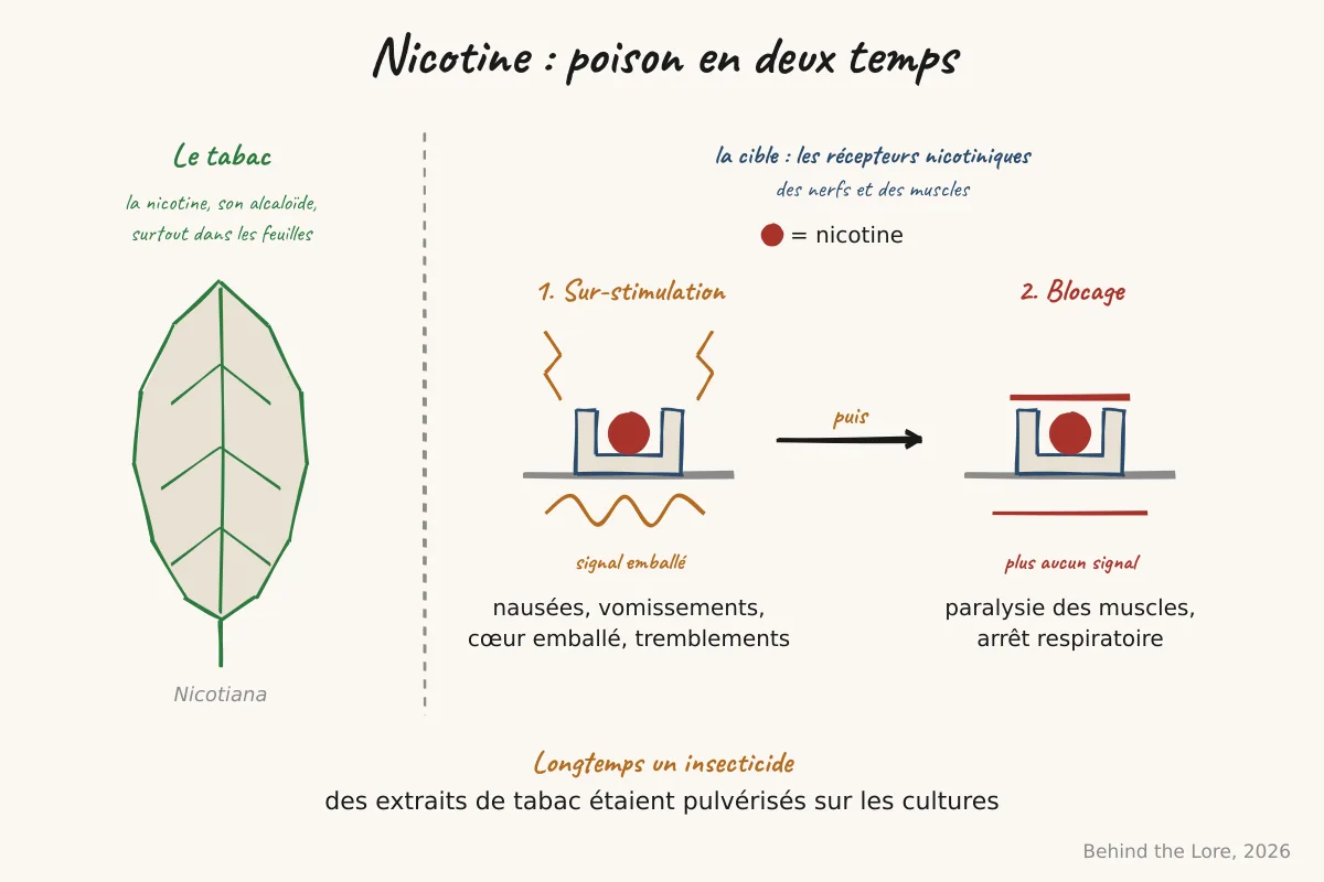 Feuille de tabac et schéma de l'action de la nicotine sur les récepteurs nicotiniques