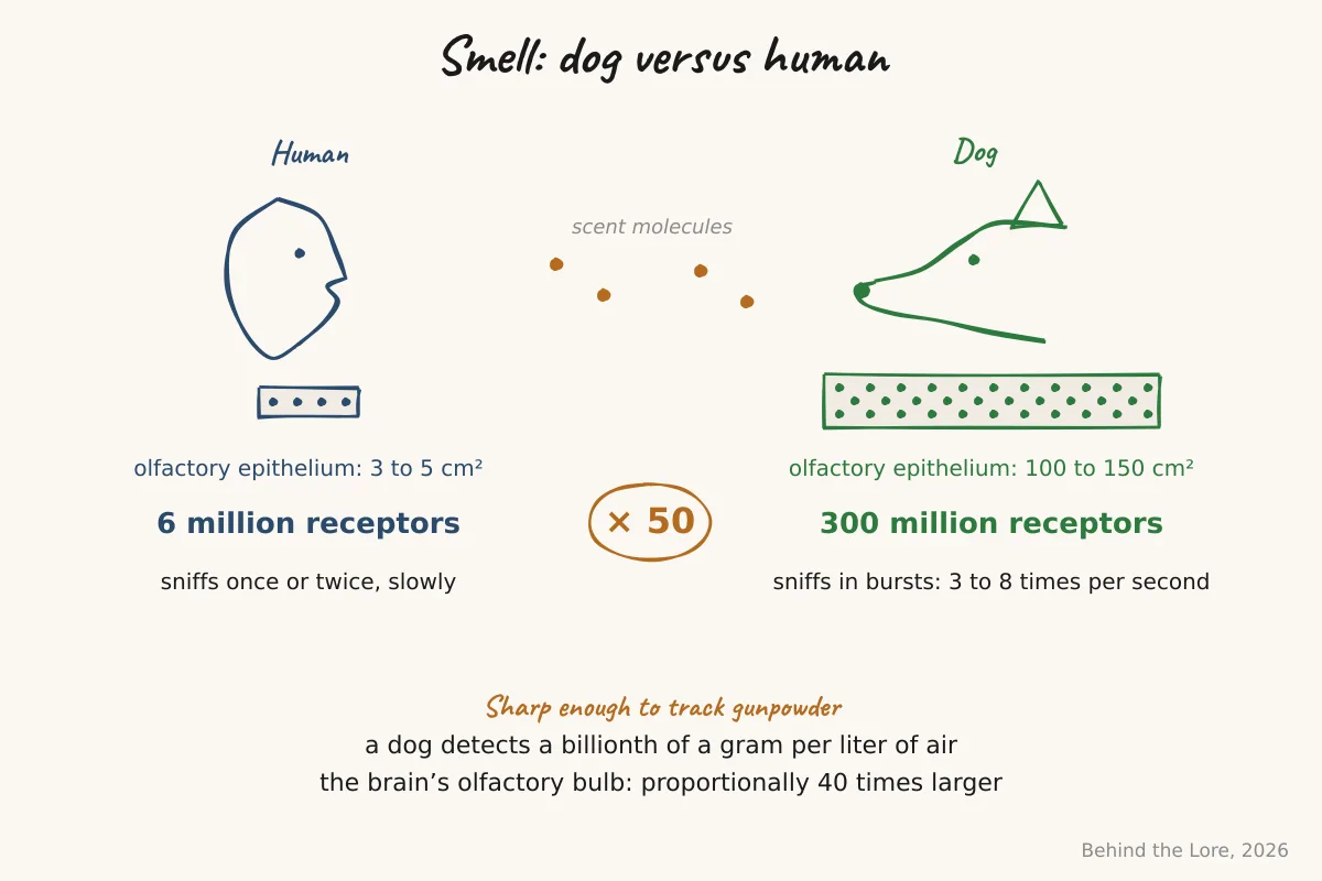 Comparative diagram of the human and canine olfactory epithelium, showing receptor density