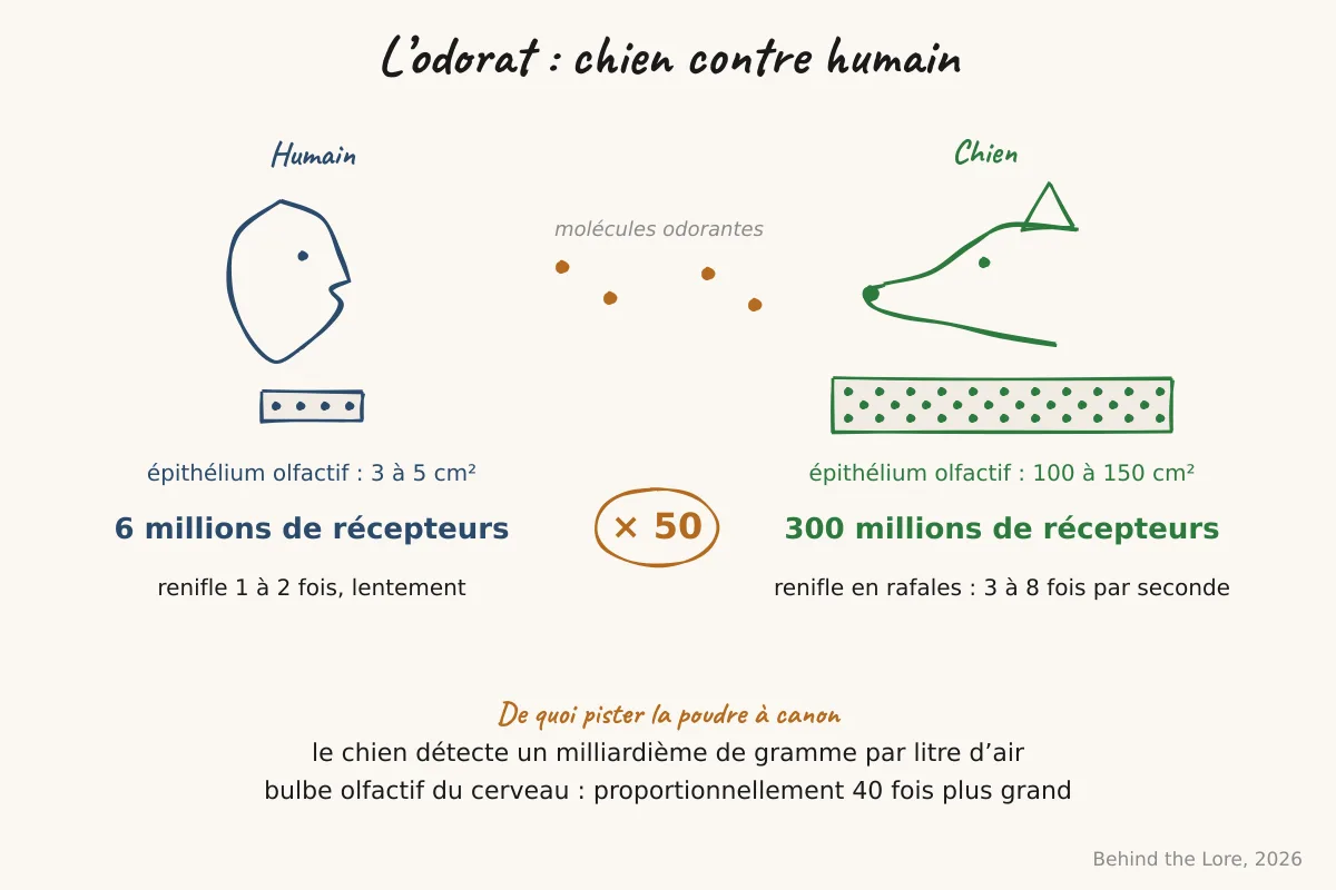 Schéma comparatif de l'épithélium olfactif humain et canin, montrant la densité des récepteurs
