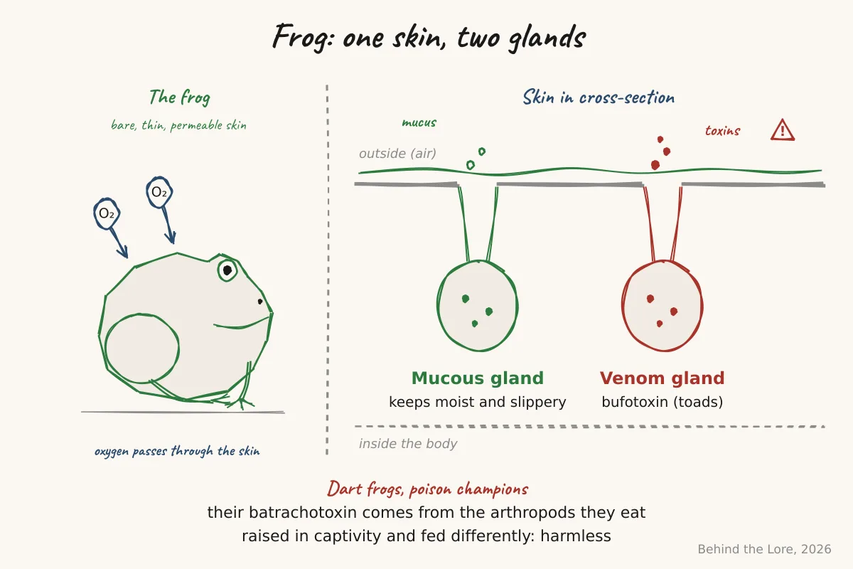 Cross-section diagram of frog skin showing mucous glands and venom glands