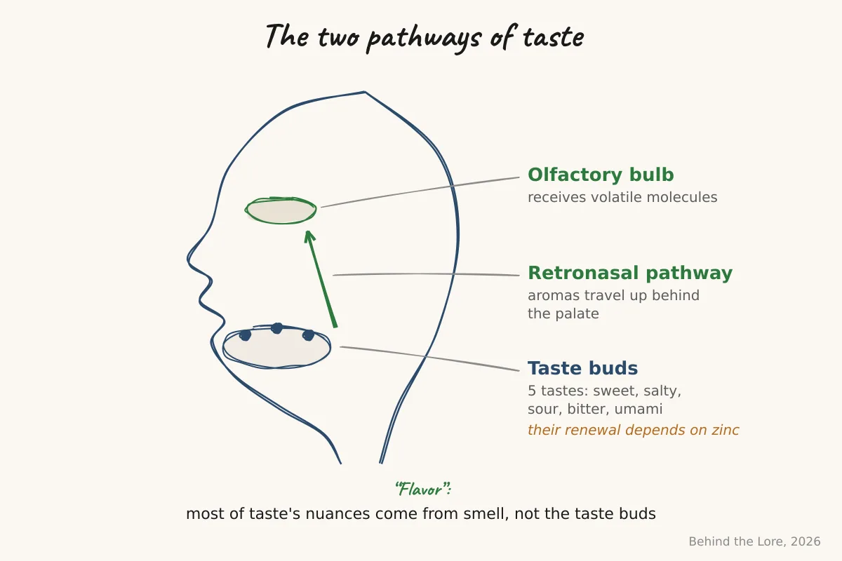 Diagram of taste perception showing taste buds, salt receptors, and the retronasal olfaction pathway