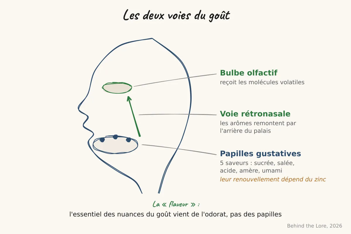 Schéma de la perception gustative montrant les papilles, les récepteurs salins et la voie rétronasale de l'olfaction