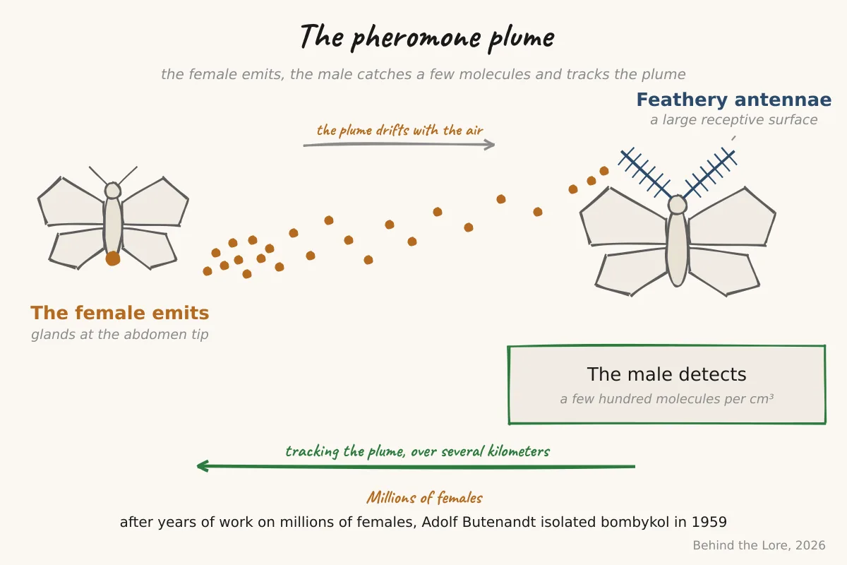 Diagram of a male moth's antennae detecting pheromone molecules released by a female