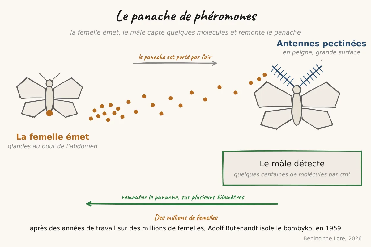 Schéma des antennes du papillon mâle captant les molécules de phéromone émises par la femelle