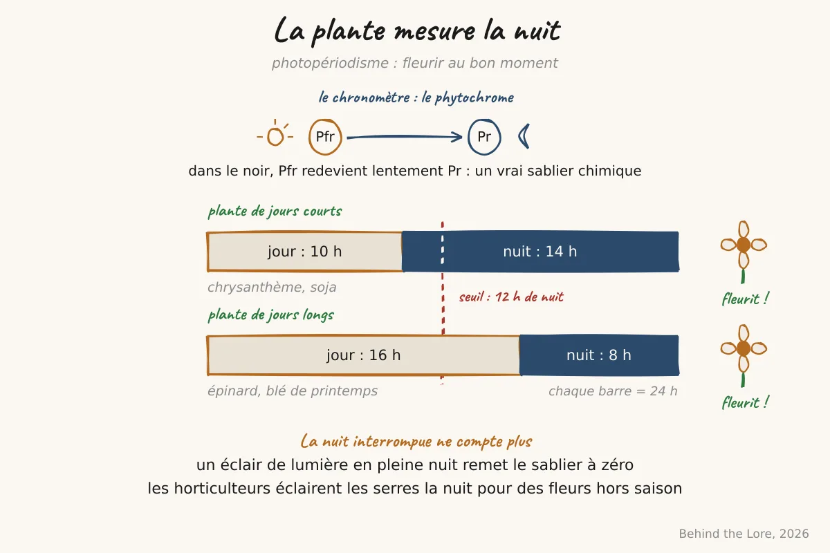 Schéma comparant les cycles lumière-nuit pour une plante de jours courts et une plante de jours longs, avec le rôle du phytochrome