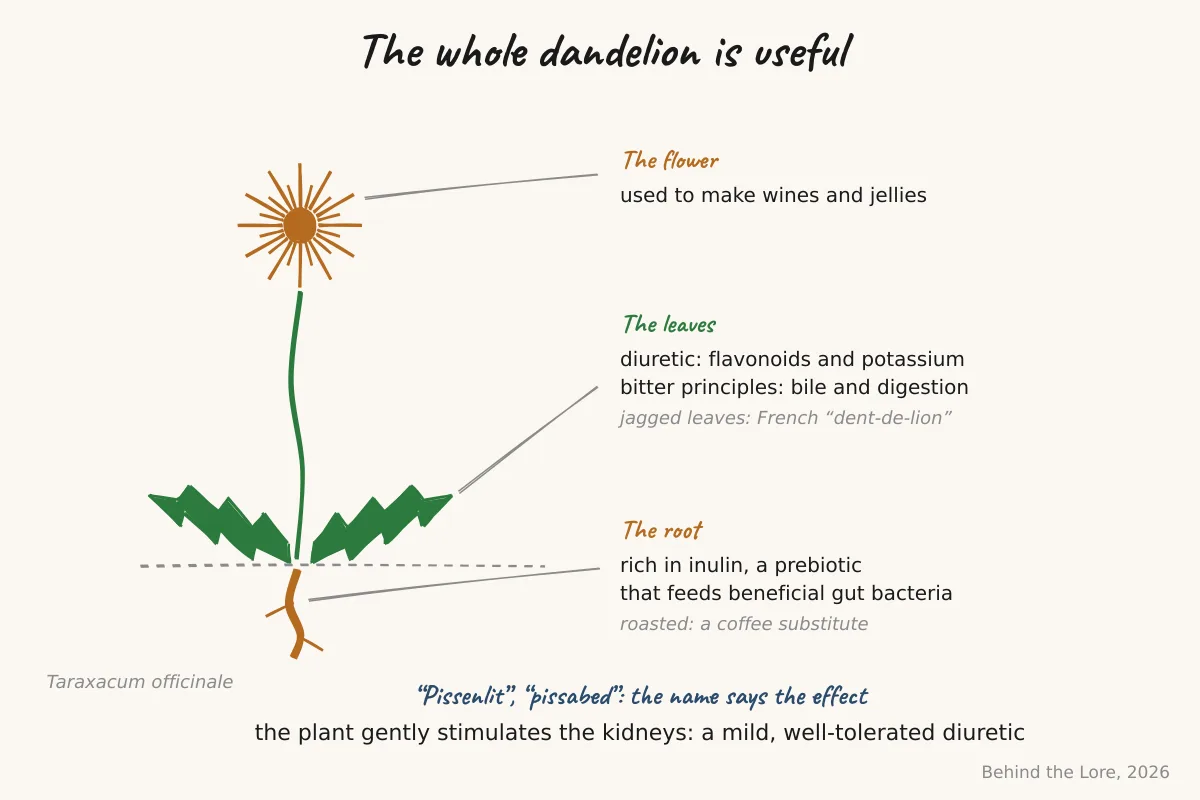 Dandelion flower and diagram of its active components, inulin and bitter principles