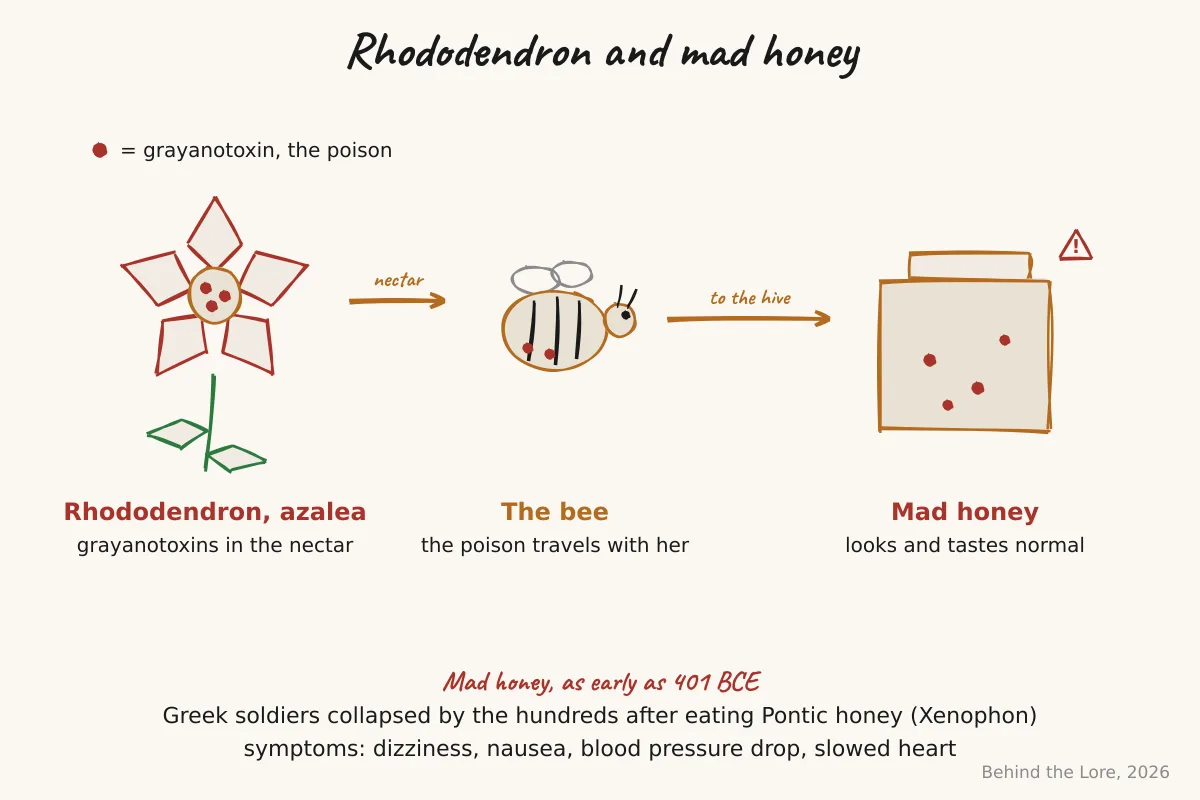 Rhododendron flower, a bee, and a diagram of grayanotoxin passing into honey