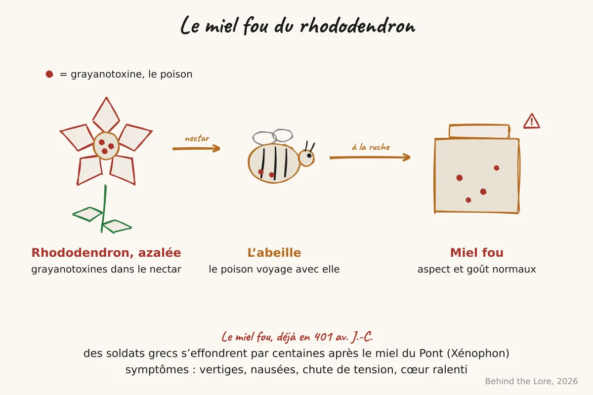 Fleur de rhododendron, abeille, et schéma du passage de la grayanotoxine dans le miel