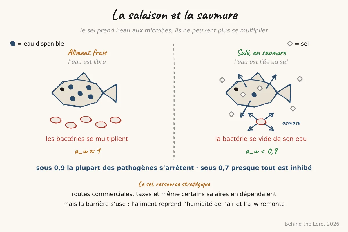 Schéma de l'osmose lors de la salaison et de la disparition de l'activité de l'eau dans un aliment conservé au sel