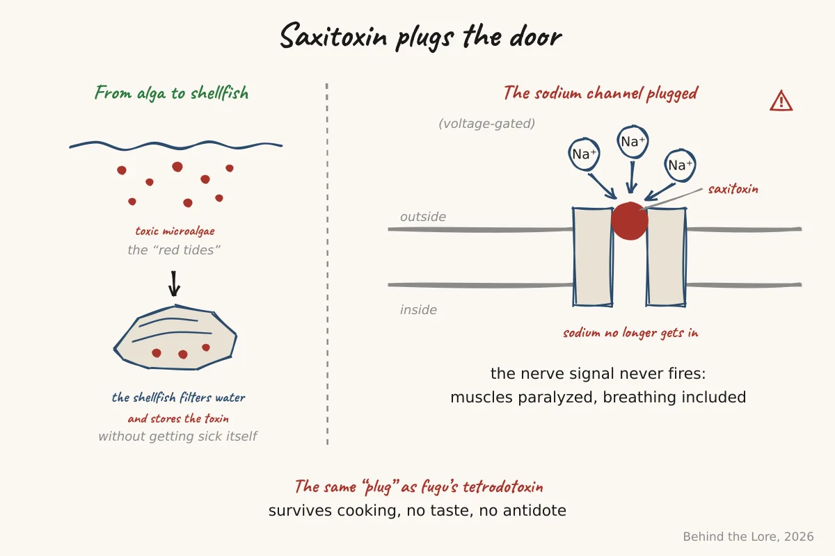 From toxic micro-algae to shellfish, then the voltage-gated sodium channel blocked by saxitoxin, like the pufferfish tetrodotoxin