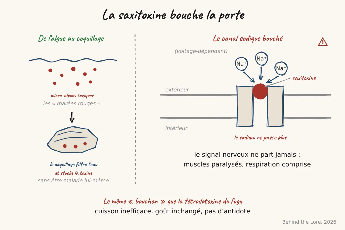 Des micro-algues au coquillage, puis blocage du canal sodique voltage-dépendant par la saxitoxine, comme la tétrodotoxine du fugu