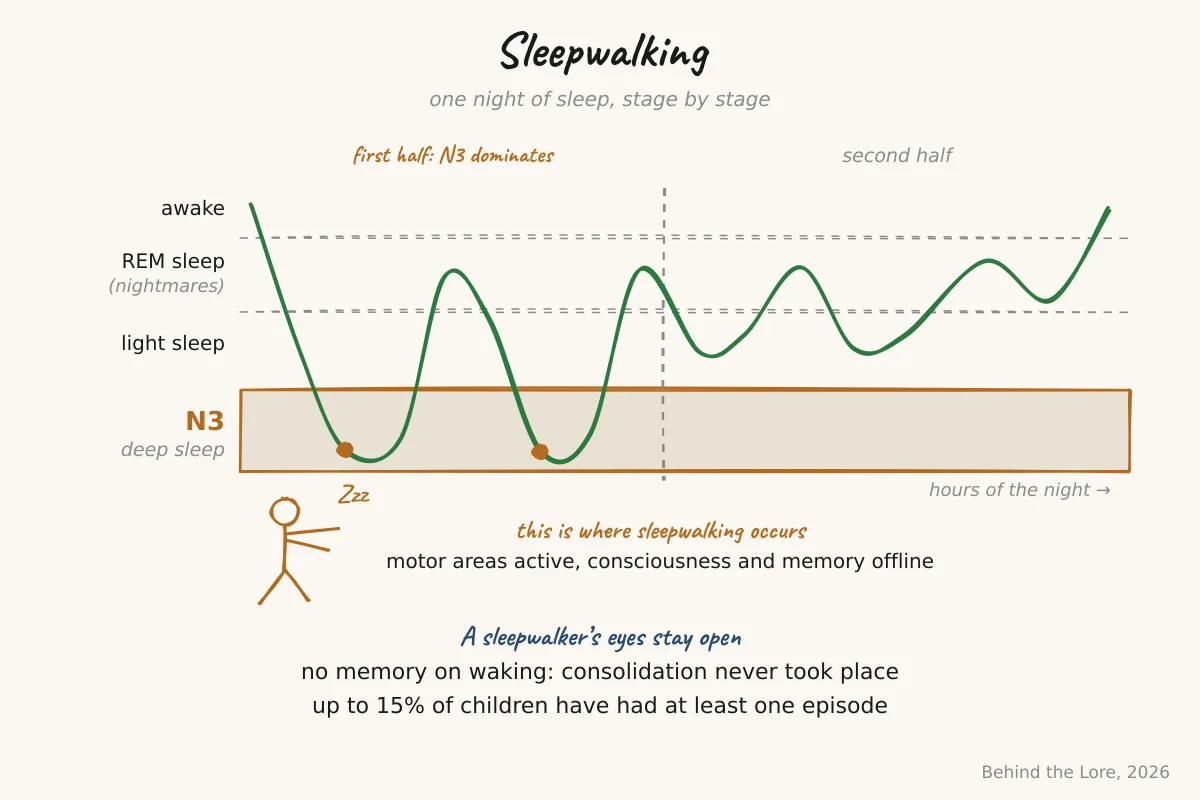 Diagram of the sleep cycle highlighting stage N3 (deep slow-wave sleep) where sleepwalking occurs