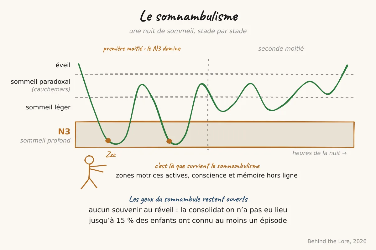 Schéma du cycle de sommeil avec mise en évidence du stade N3 (sommeil lent profond) où survient le somnambulisme
