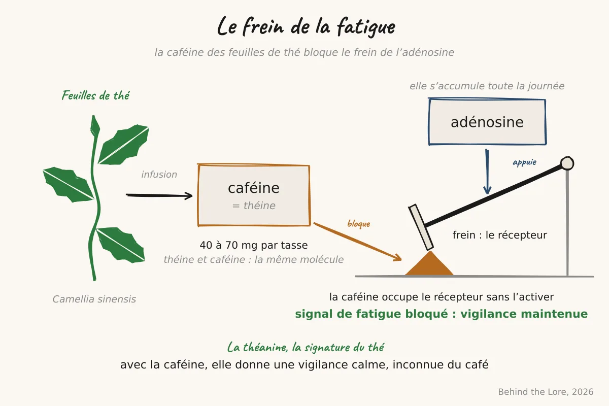 Feuilles de Camellia sinensis et schéma de l'action antagoniste de la caféine sur le récepteur à l'adénosine