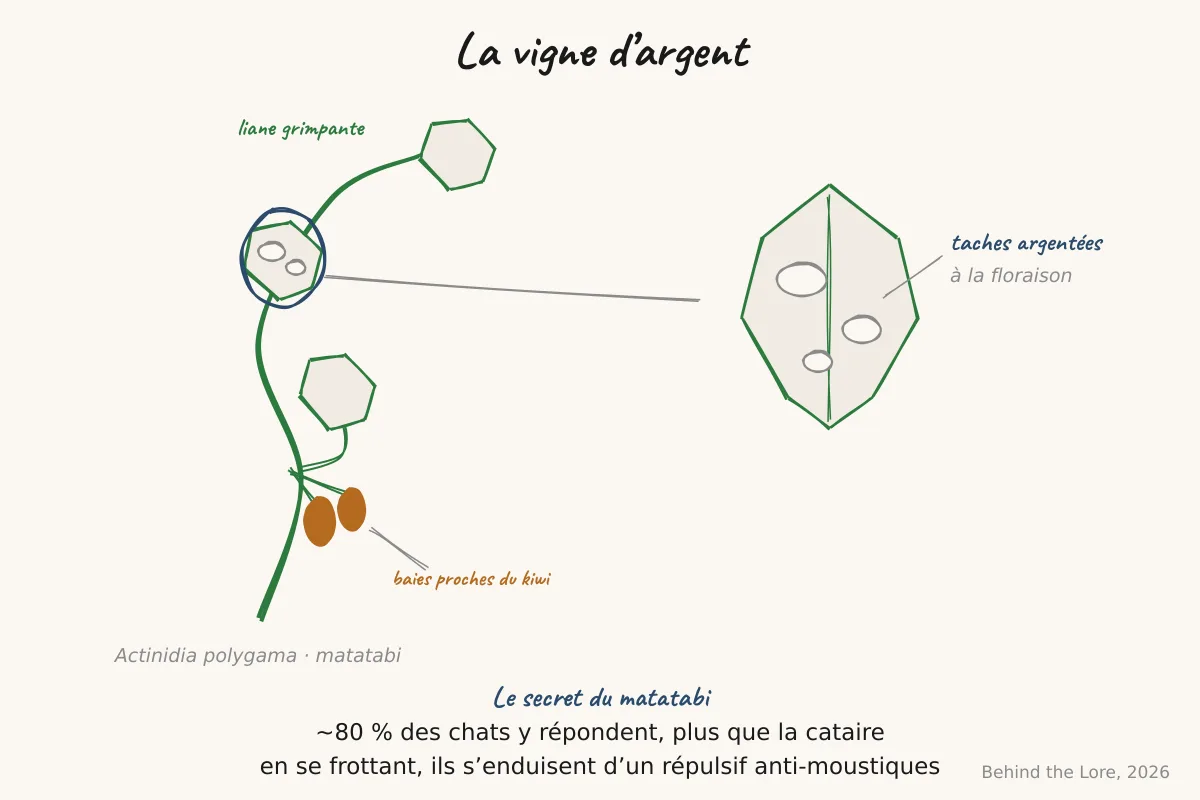 Feuilles et baies de la vigne d'argent (Actinidia polygama) avec détail des taches argentées caractéristiques