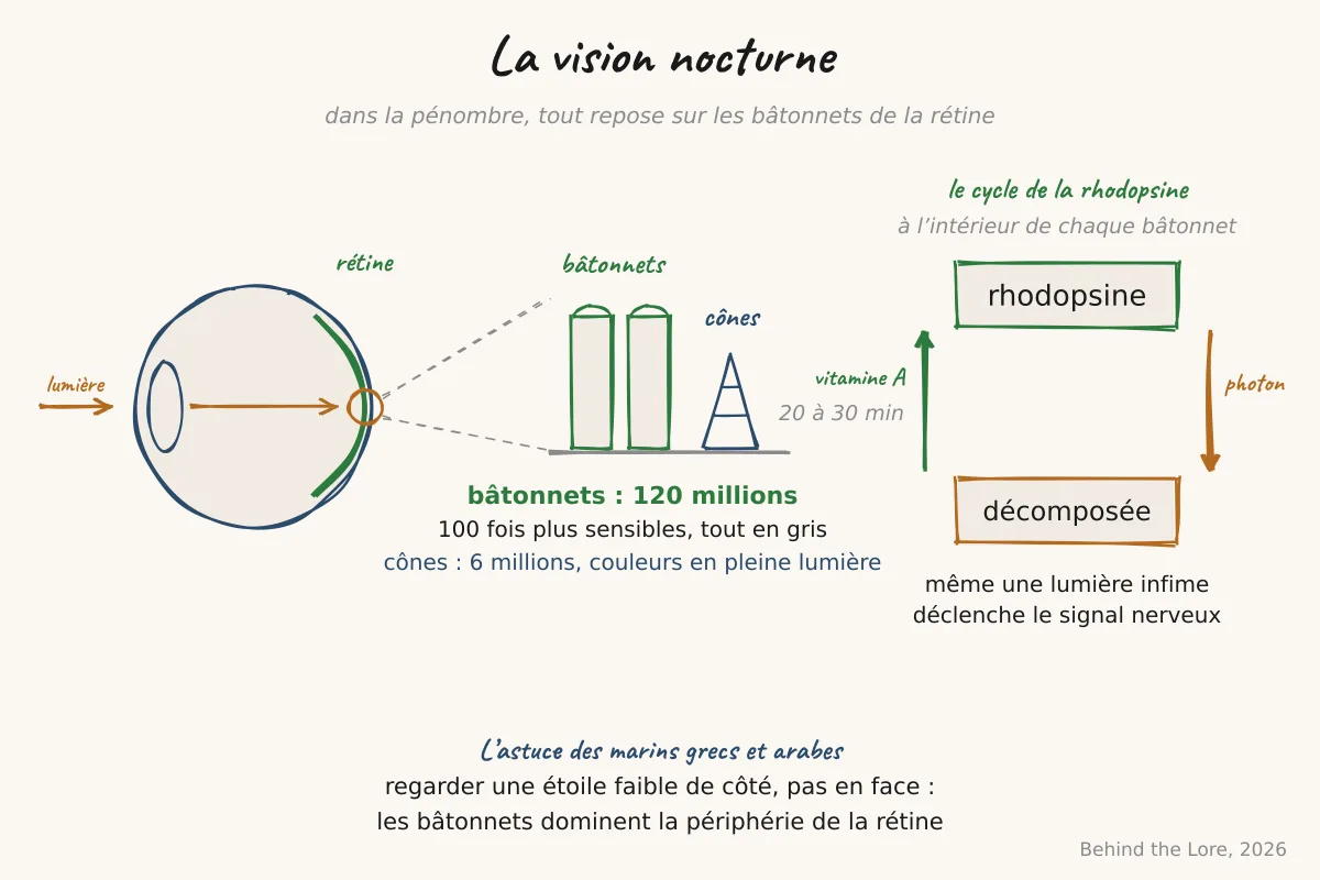 Schéma de la rétine montrant bâtonnets et cônes, avec zoom sur le cycle de régénération de la rhodopsine
