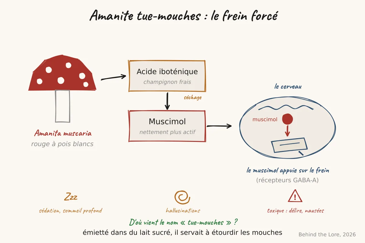 Schéma de l'amanite tue-mouches rouge à pois blancs avec ses toxines muscimol et acide iboténique agissant sur le cerveau