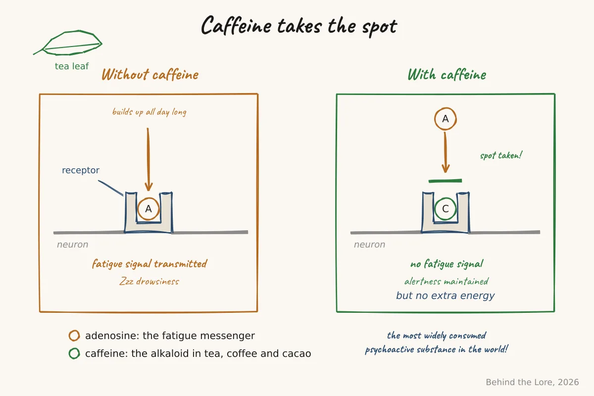 Diagram of caffeine blocking adenosine receptors in the brain, the mechanism behind its stimulant effect on alertness