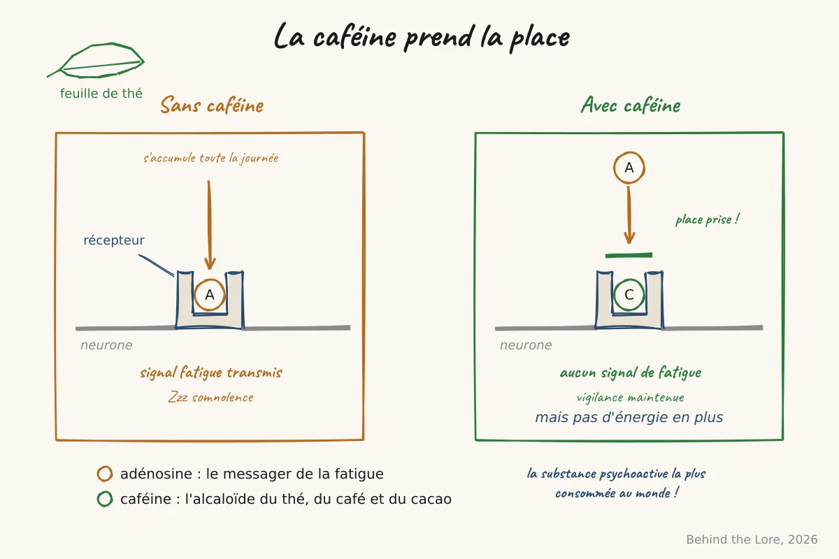 Schéma de la caféine bloquant les récepteurs à l'adénosine dans le cerveau, à l'origine de son effet stimulant sur la vigilance