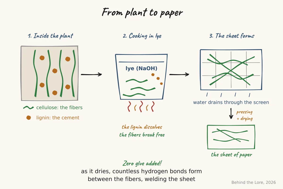 Diagram of papermaking, from the alkaline cooking of cellulose fibers to the forming and drying of the sheet