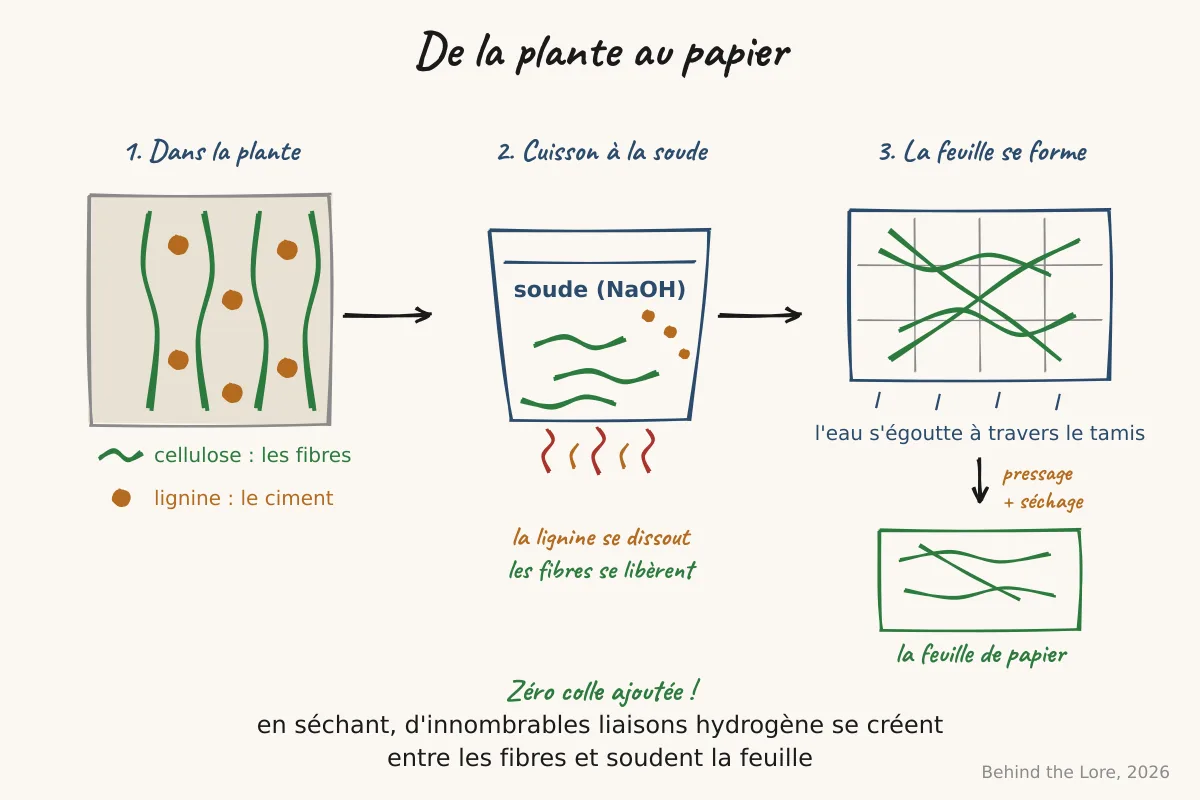Schéma de la fabrication du papier, de la cuisson alcaline des fibres de cellulose à la formation et au séchage de la feuille