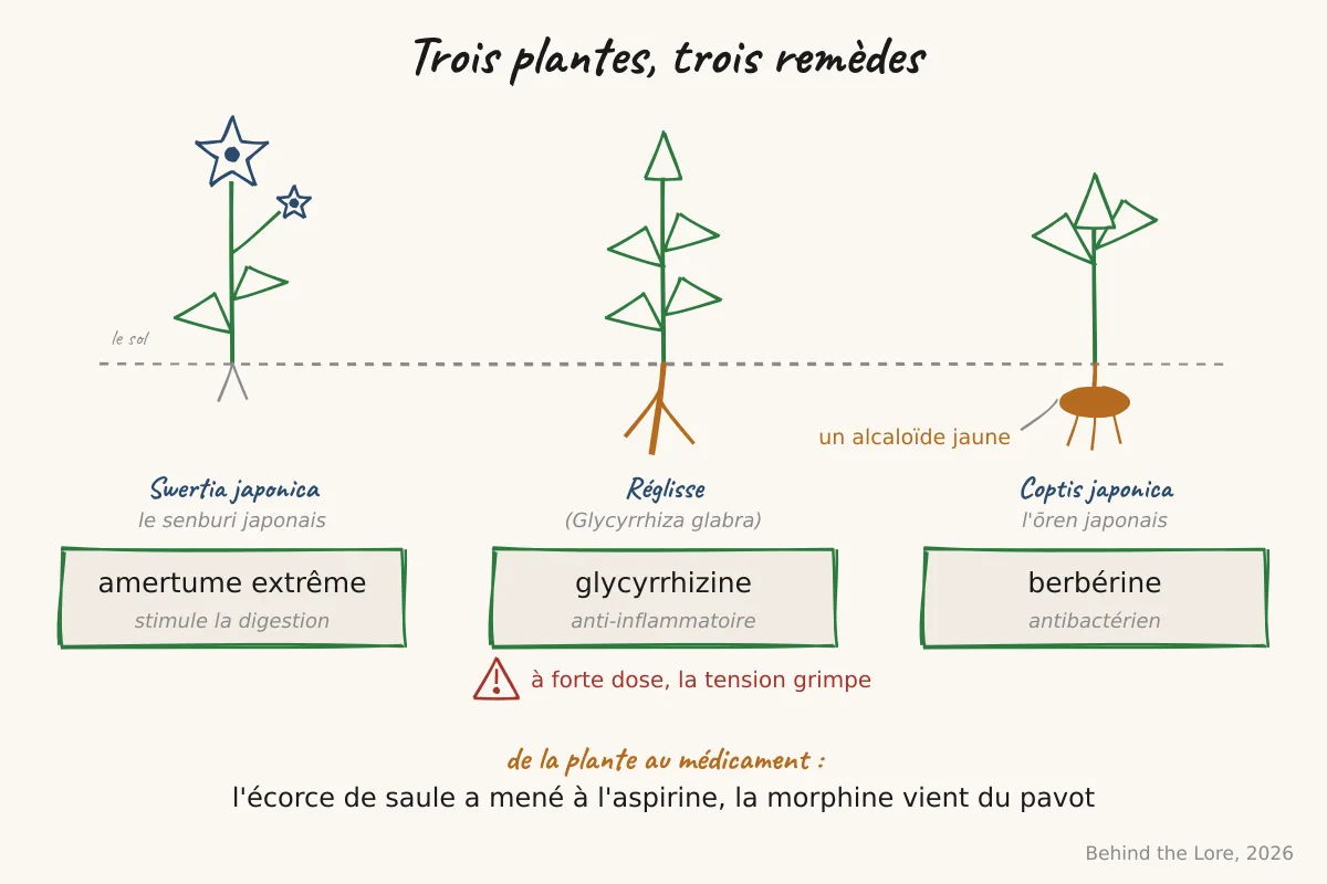 Schéma de trois plantes médicinales (Swertia japonica, réglisse, Coptis japonica) et de leurs principes actifs