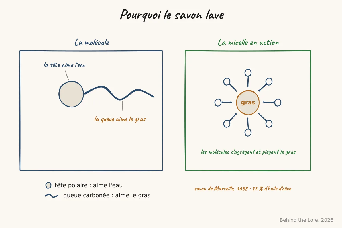La molécule de savon amphiphile et la micelle qui piège le gras