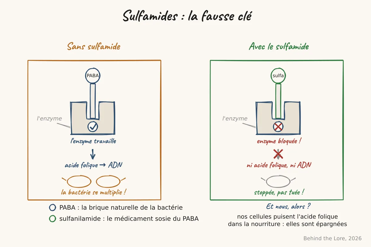 Schéma montrant une molécule de sulfanilamide imitant le PABA pour bloquer la synthèse d'acide folique d'une bactérie